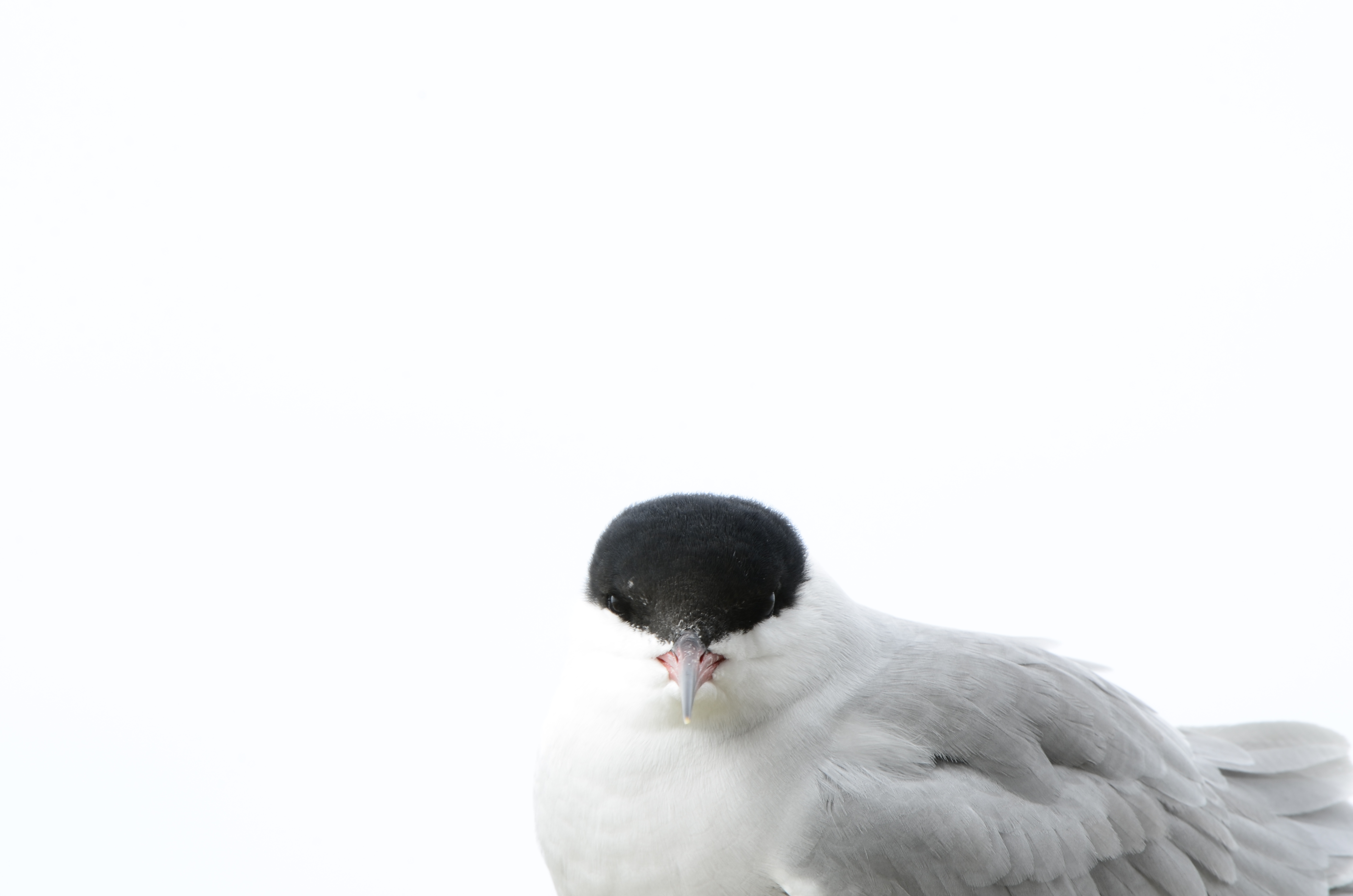 Hallig Norderoog, Insel der Seeschwalben - Fotografische Einblicke als Vogelwart:in