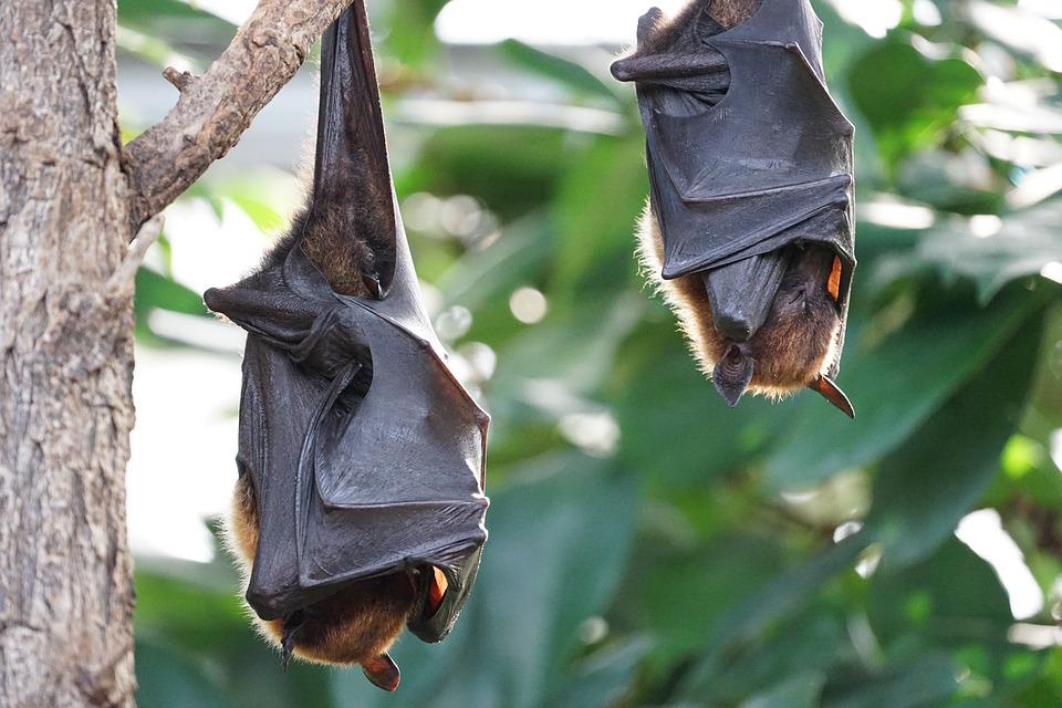 25-08-22 Fledermaus pixabay