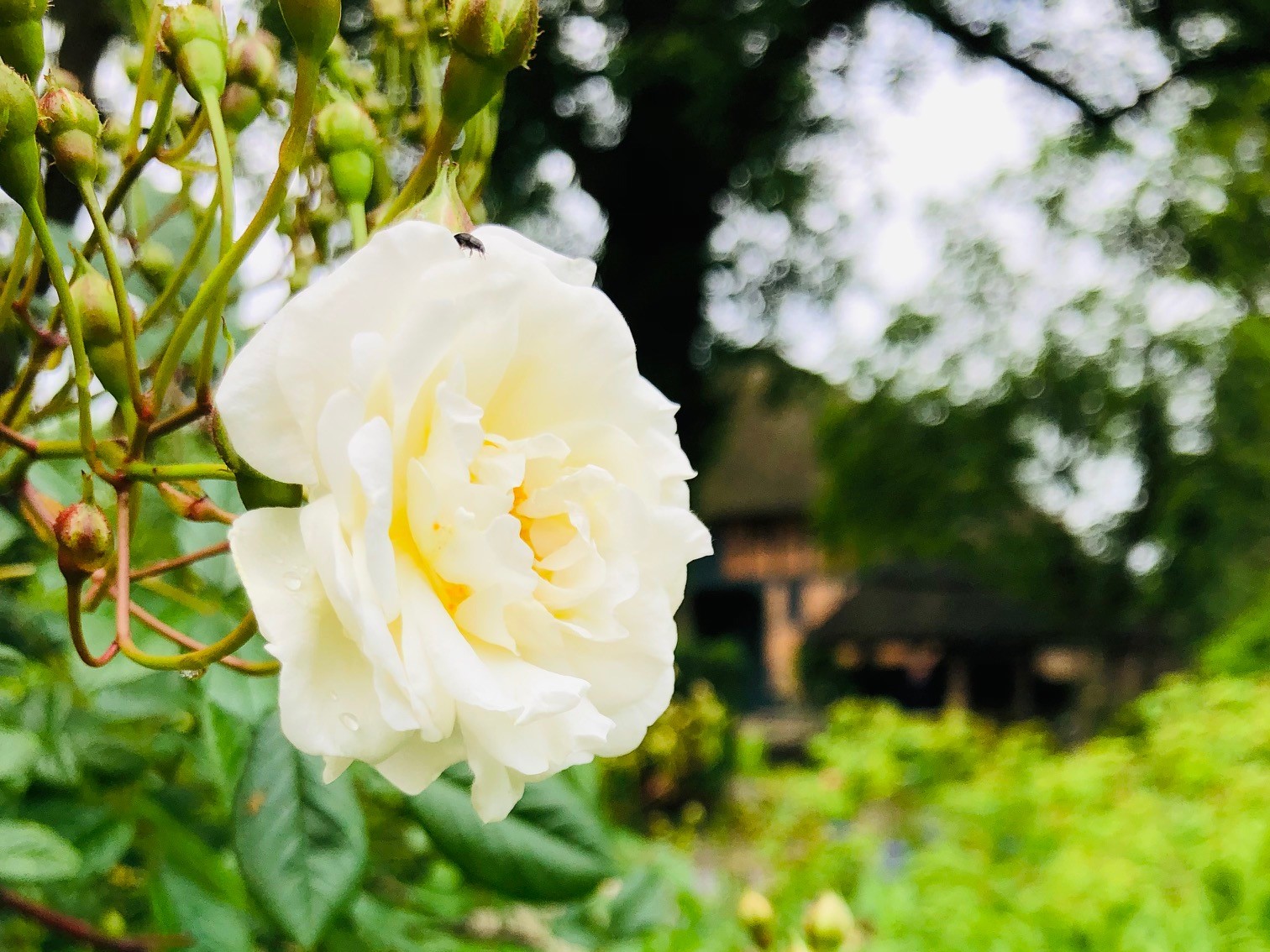 Rosenblüte im Gerda-Nissen-Garten