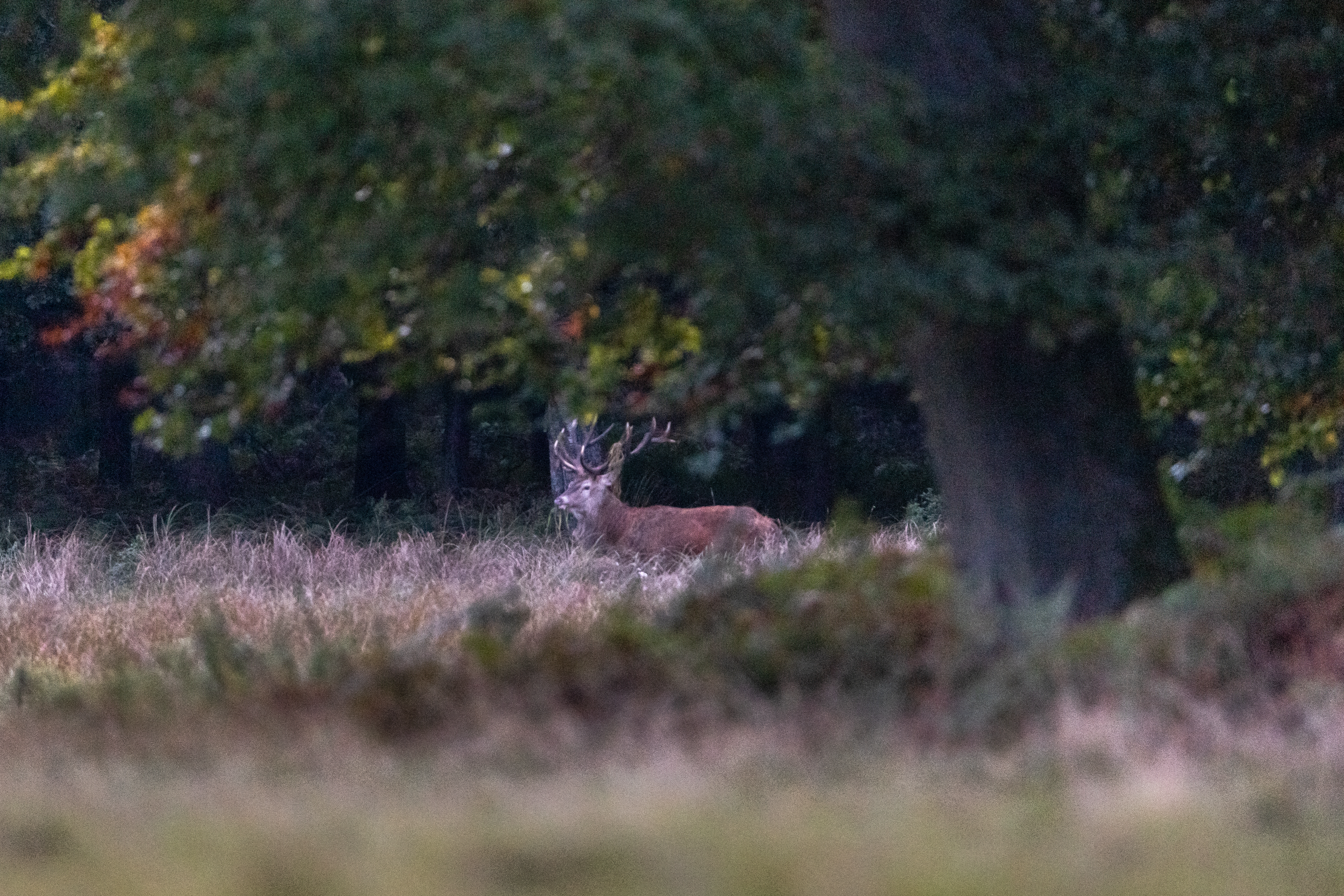 Hirschbrunft in der Südheide
