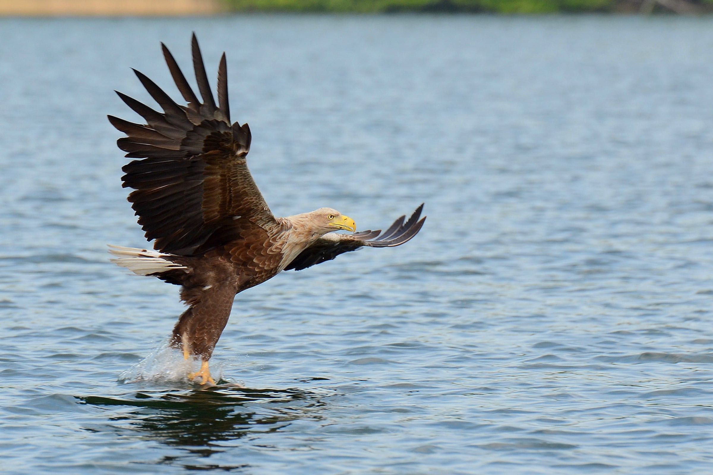 Führung: Die Vogelwelt im Meldorfer Speicherkoog