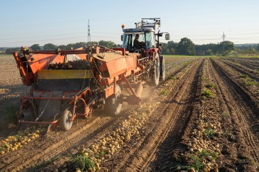 Heidekartoffelernte