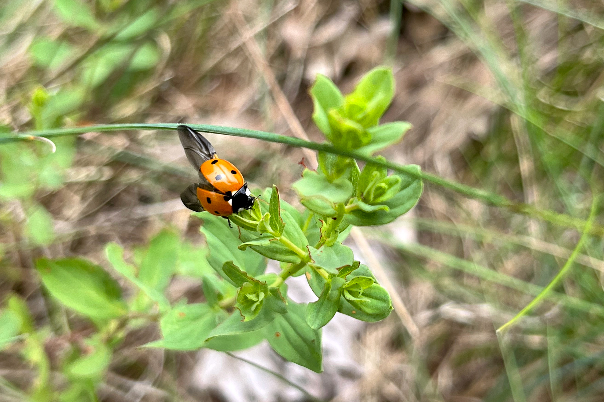 Aktionsmonat Naturerlebnis: Artenvielfalt vor der Haustür