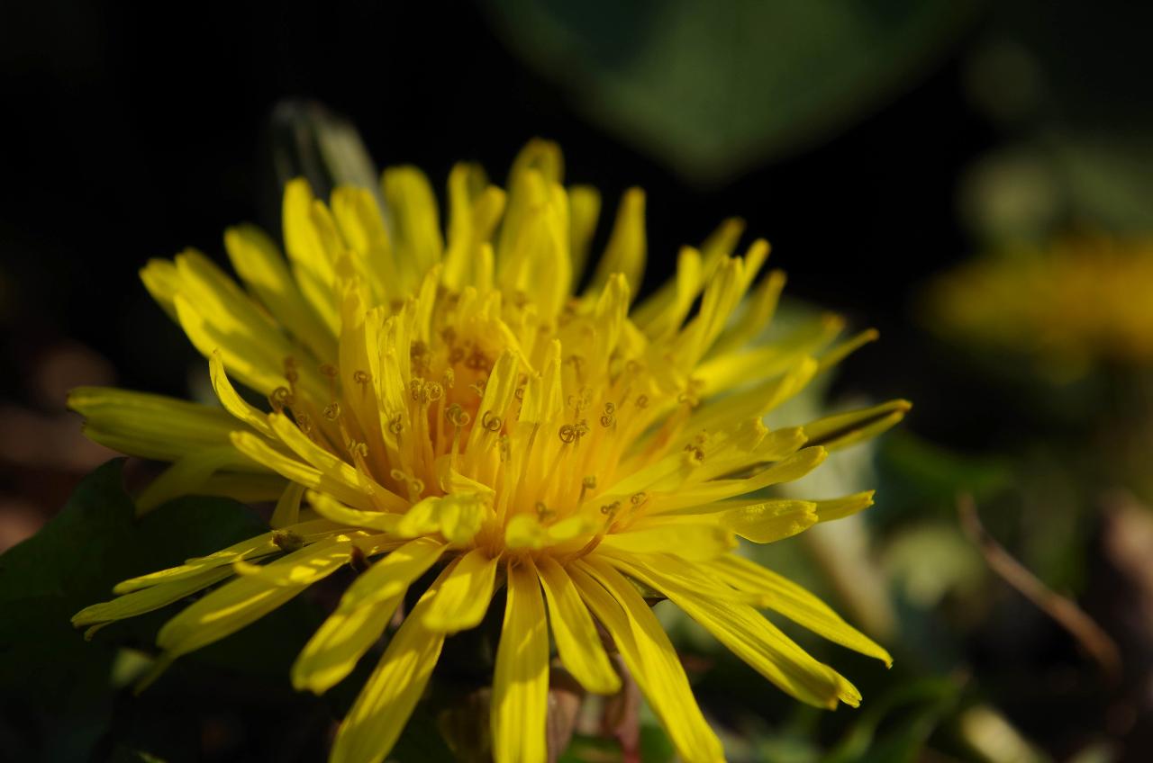 Ein Butterblümchen - der Löwenzahn