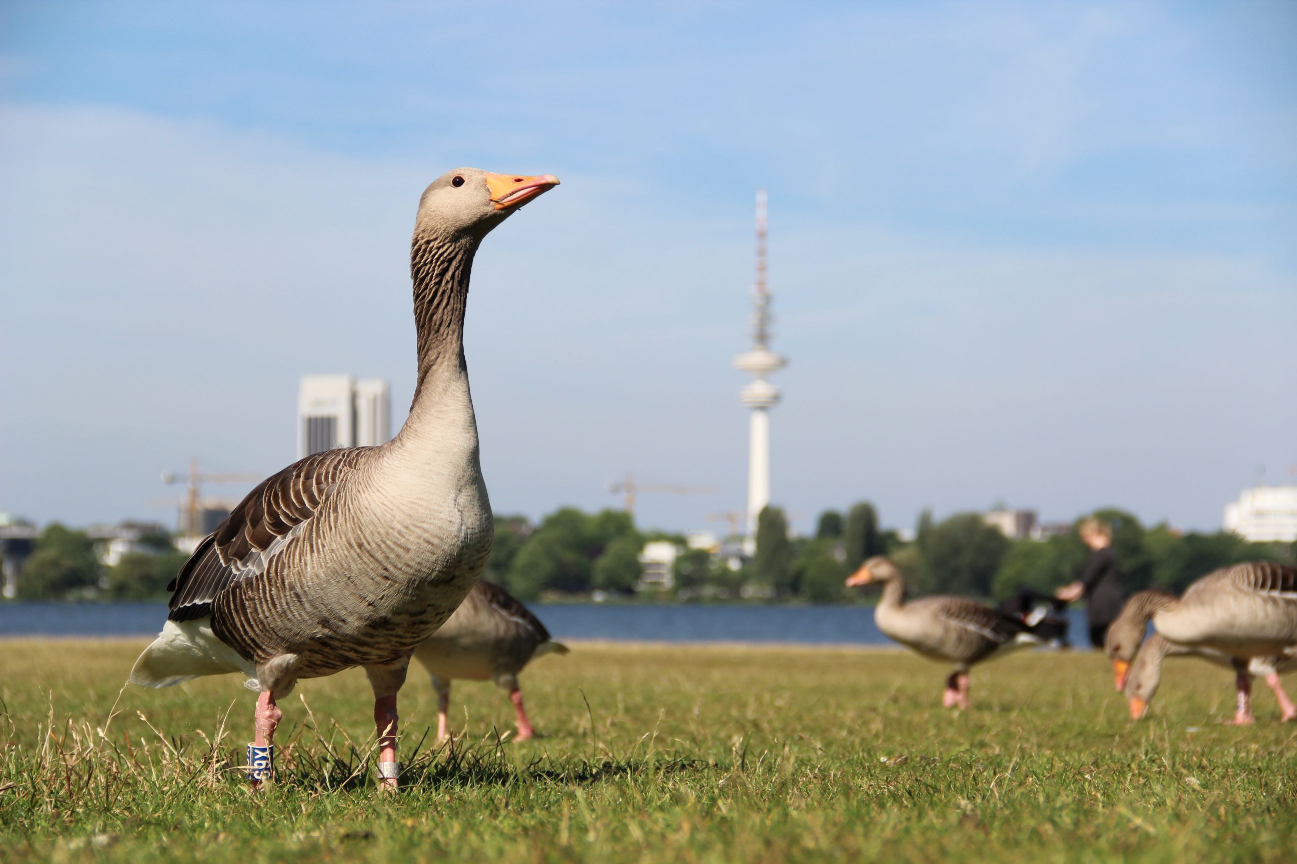 Graugans (Anser anser)