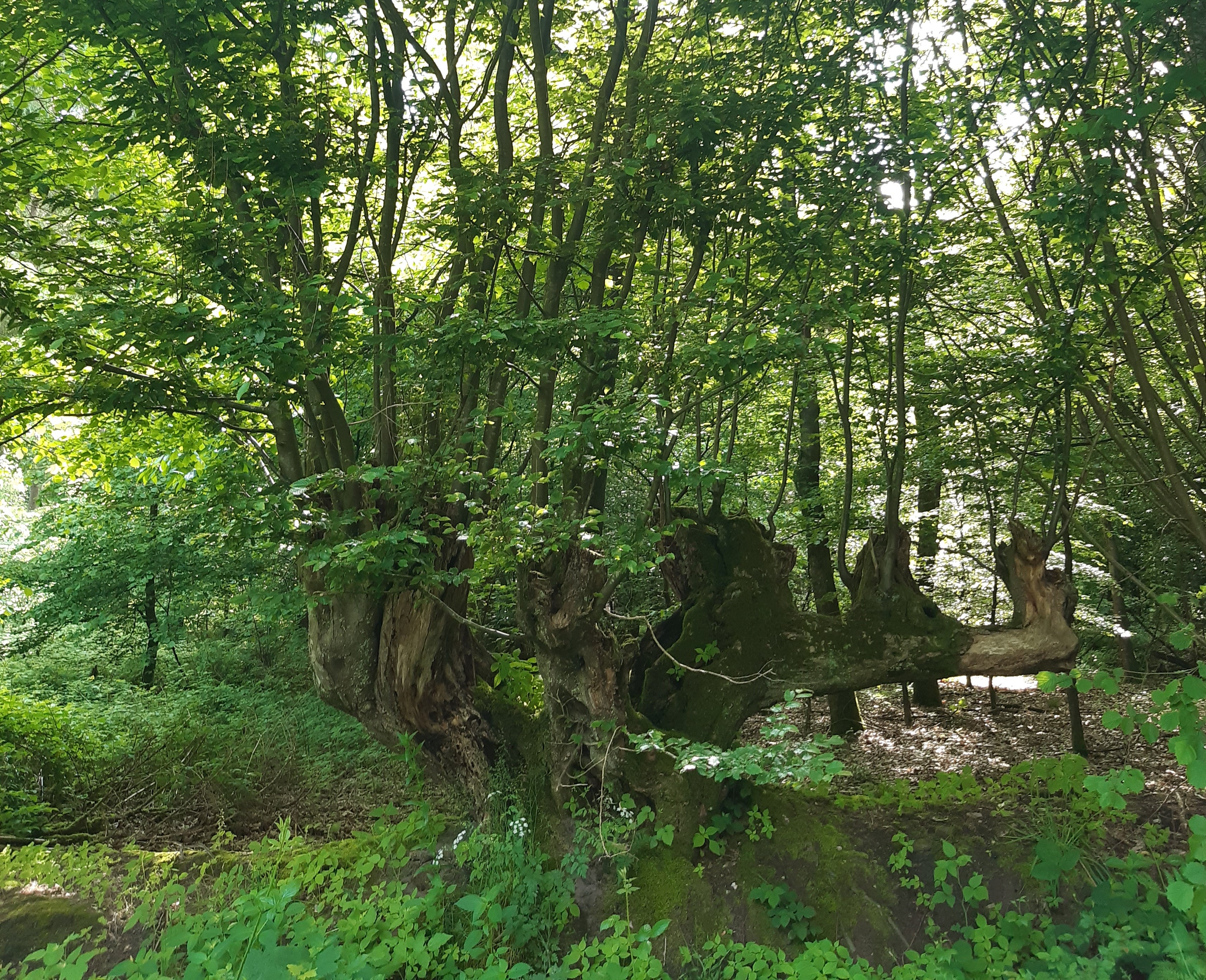 Waldquiz mit dem Hegering Hohenweststedt