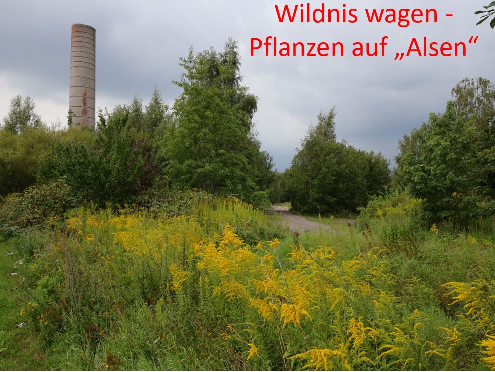 Alsen Wildnis wagen