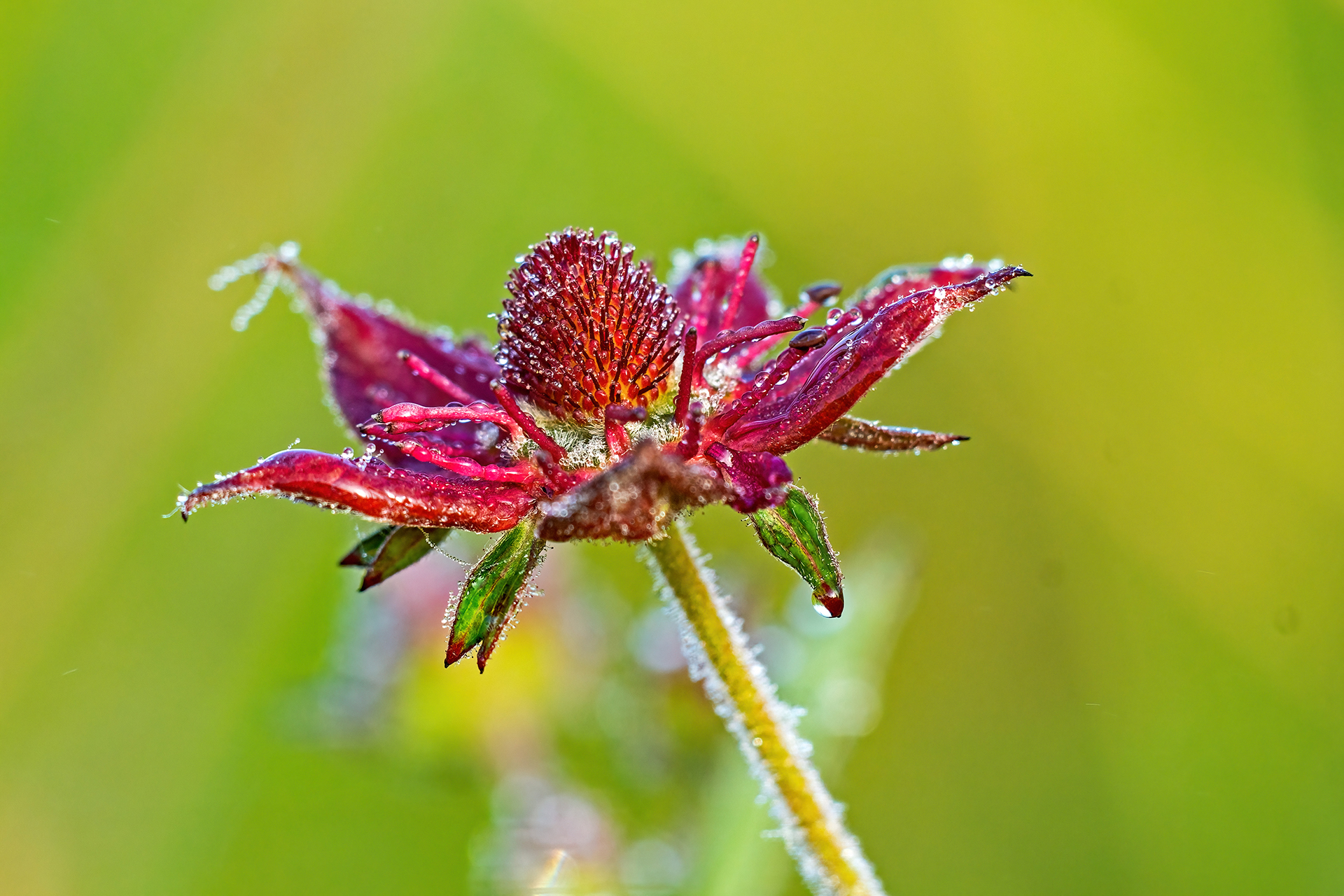 Bie Blume des Jahres gehört zur Familie der Rosengewächse