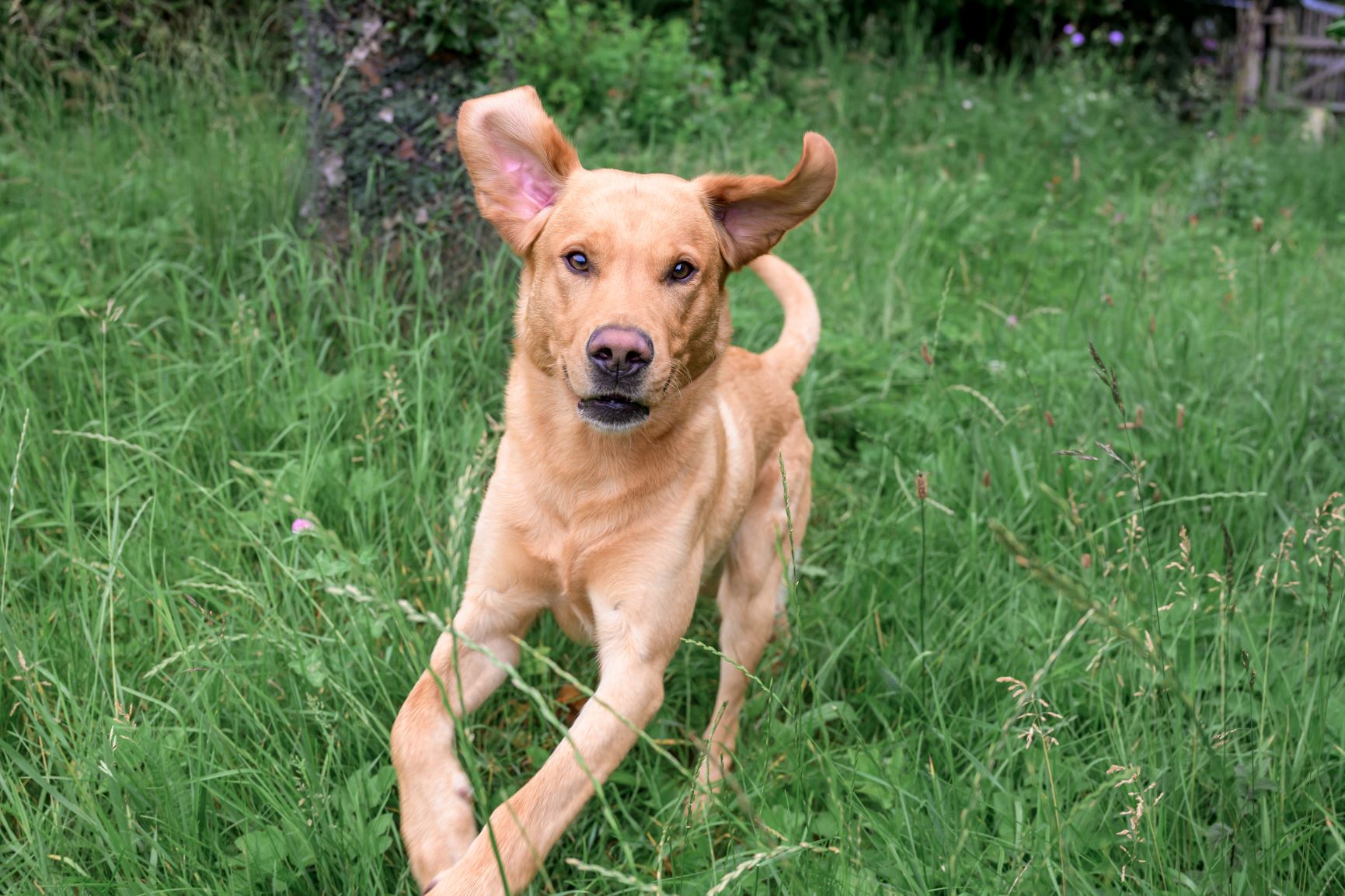 Blonder Labbi im entgegen Rennen komprimiert