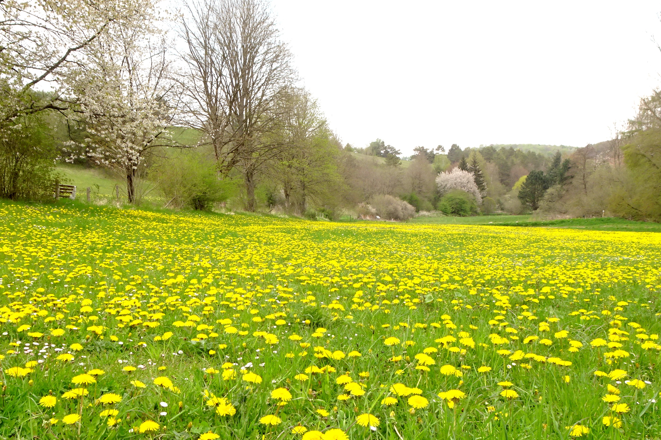 Blühwiese