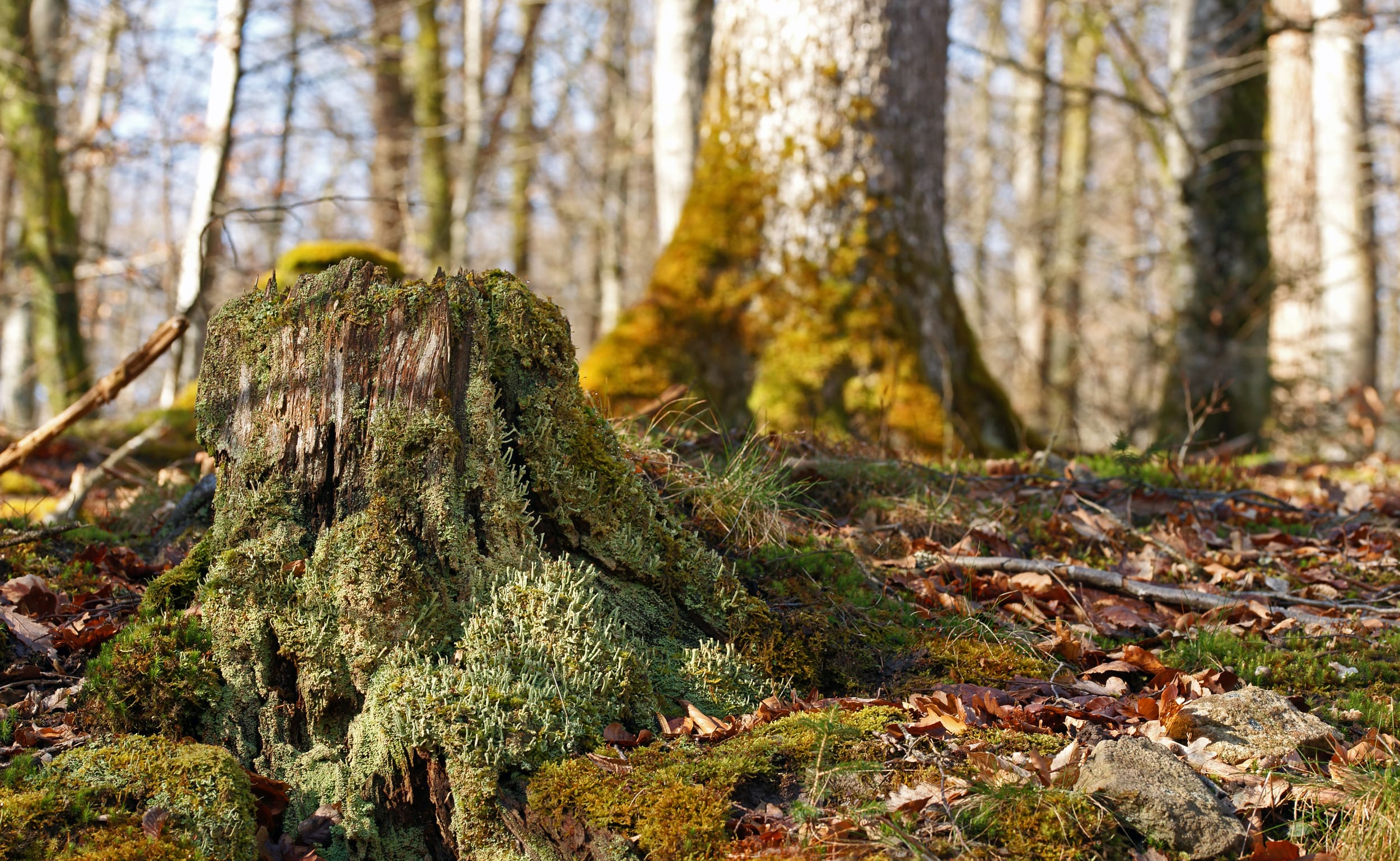 FotoportalLUXFOX-min