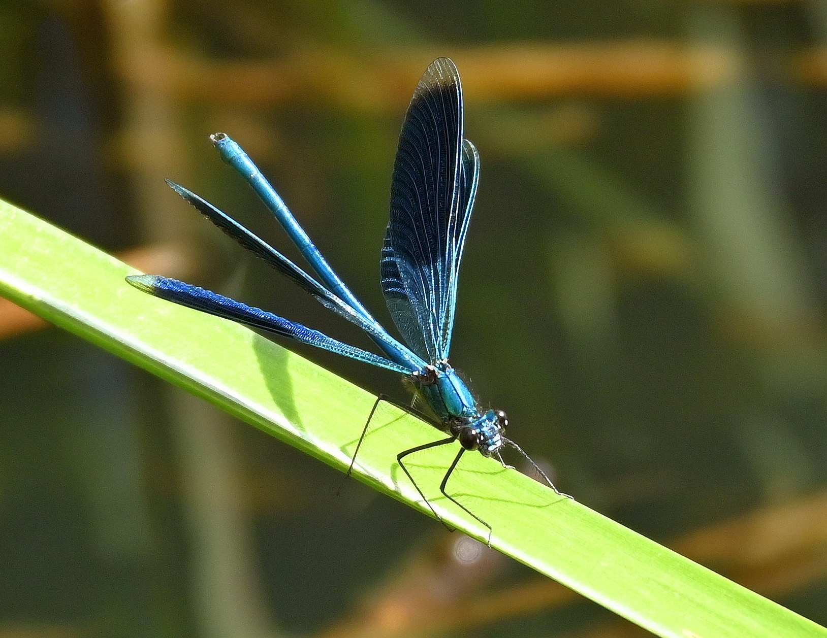 Gebänderte Prachtlibelle-Calopteryx splendens, Männchen