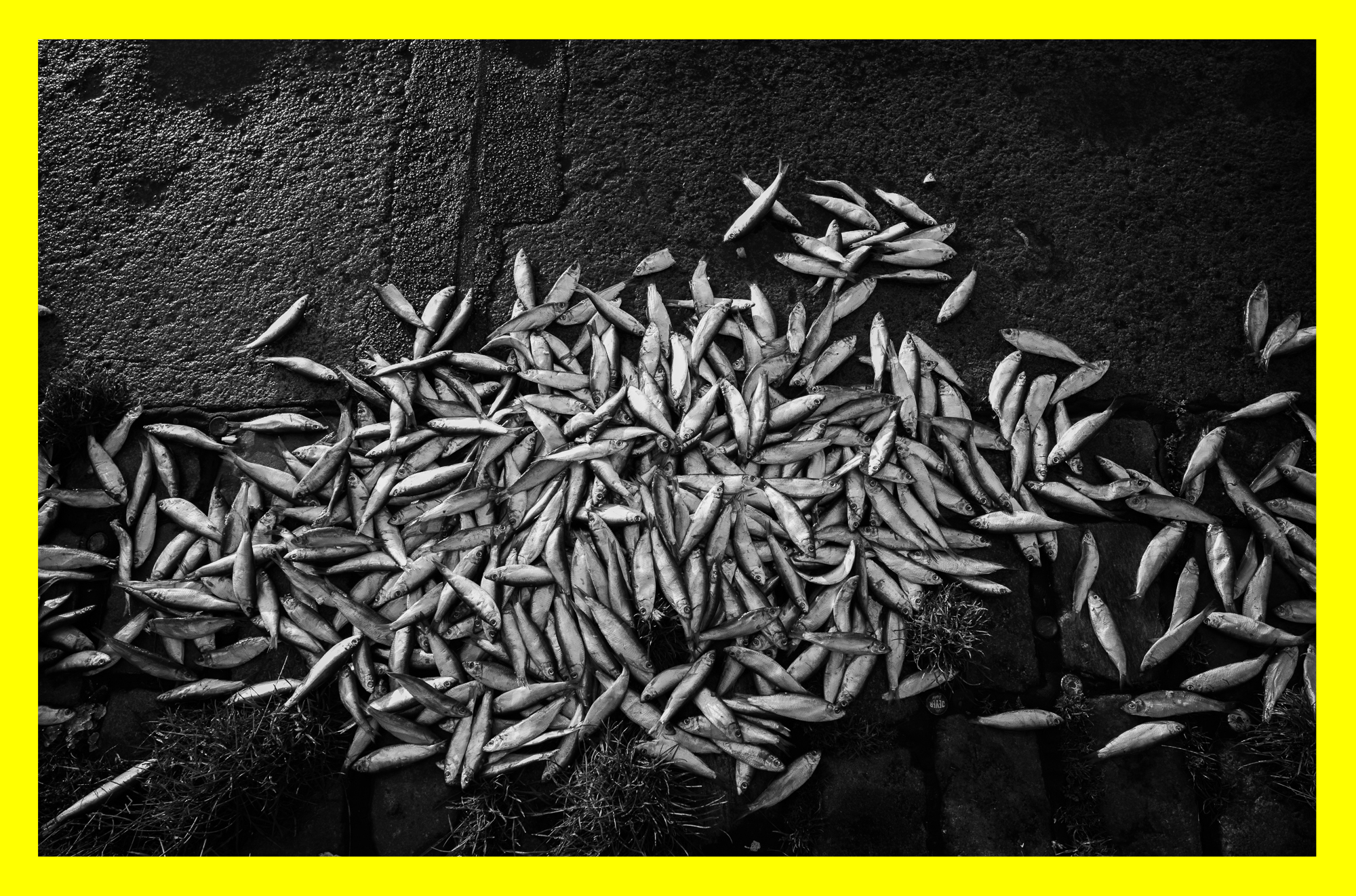 HOW_MUCH_IS_THE_FISH