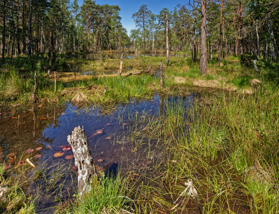 Möreler Moor