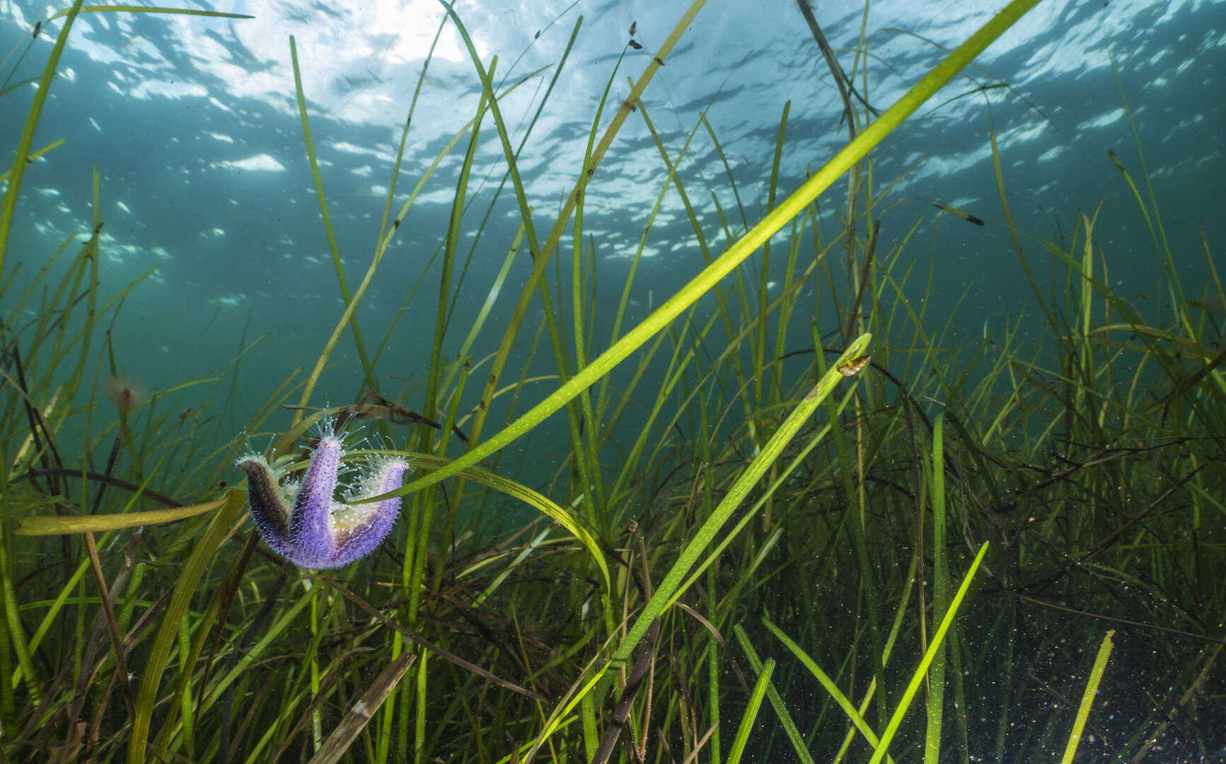 Nature Film Wednesday / European Wildlife Film Awards: Seagrass
