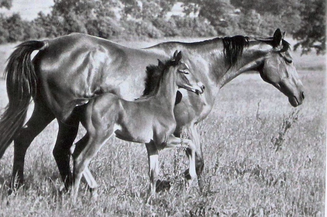 Stute Suska mit Fohlen