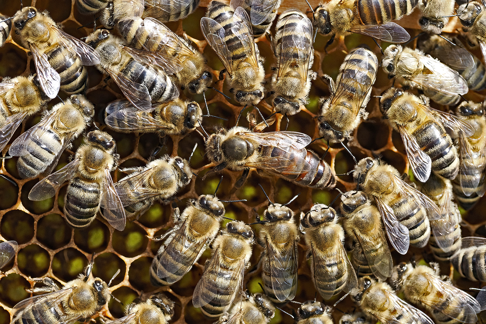Pressefoto_gefälschter Honig