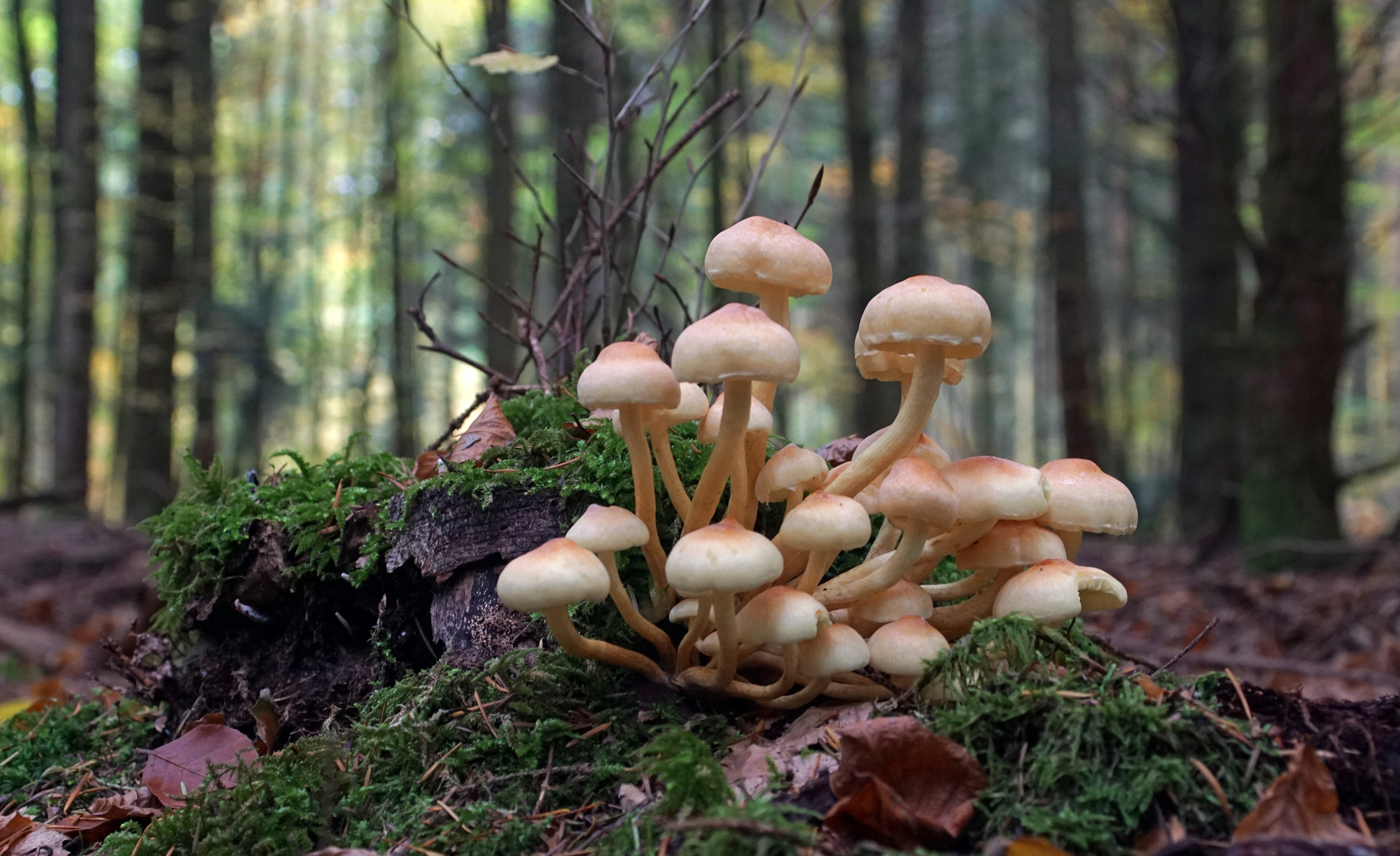 Herbstspaziergang in Tönsheide