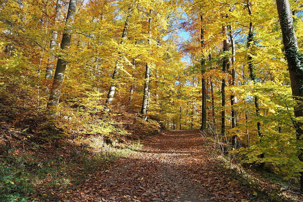Herbstwald